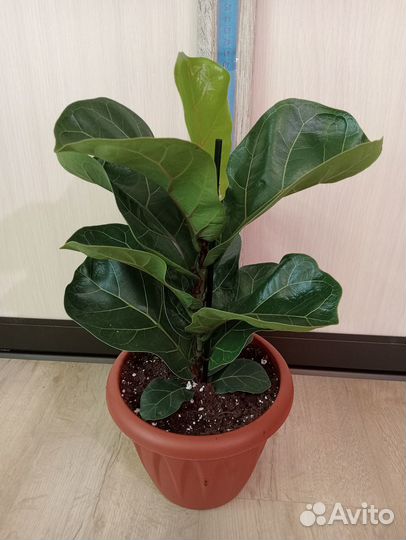 Комнатные растения. Фикусы разные