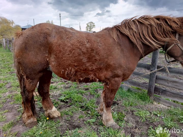 Продаю кобыл