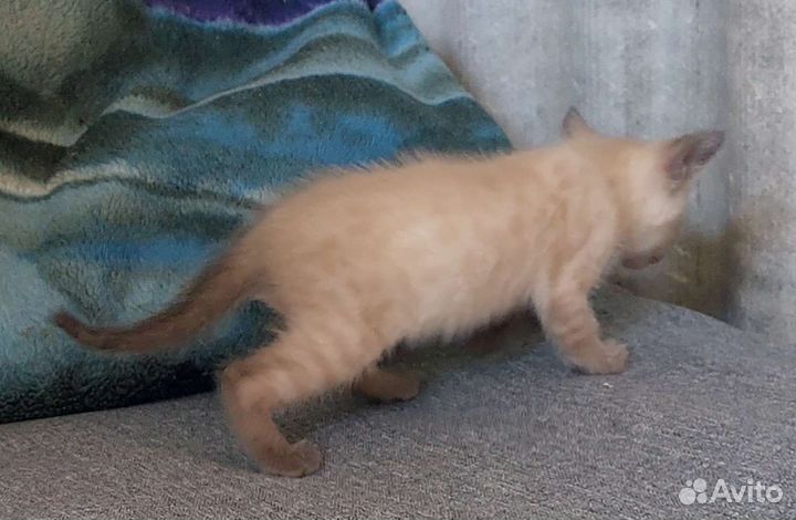 Котята