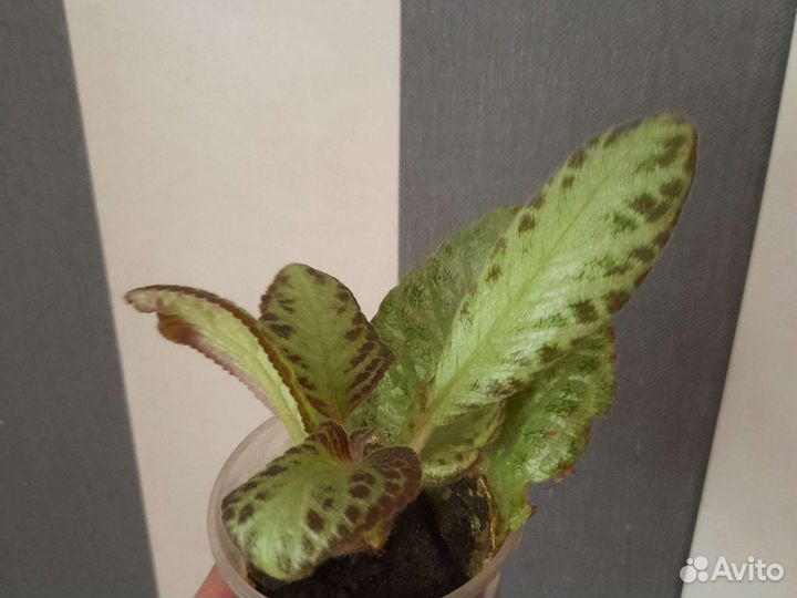 Пальма финиковая и эписция