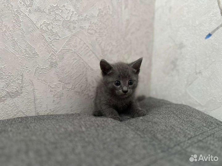 Заберите своего друга Бесплатно Котята ищут дом