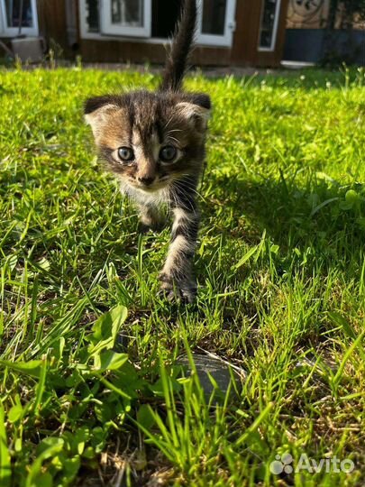 Котик вислоухий