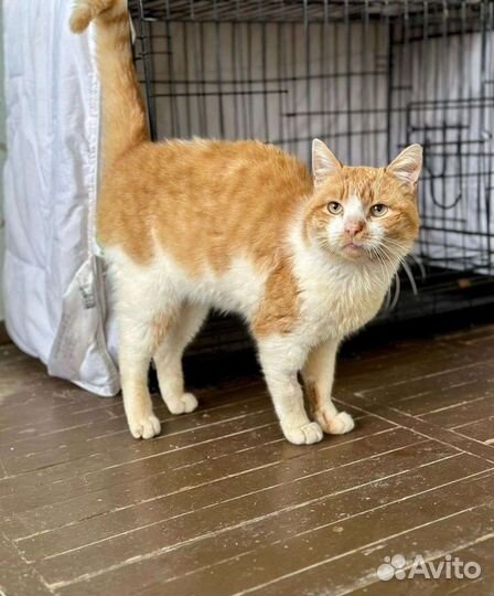 Отдам в добрые руки