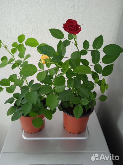 Роза комнатная