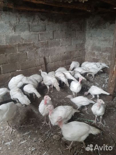 Индюки индюшата