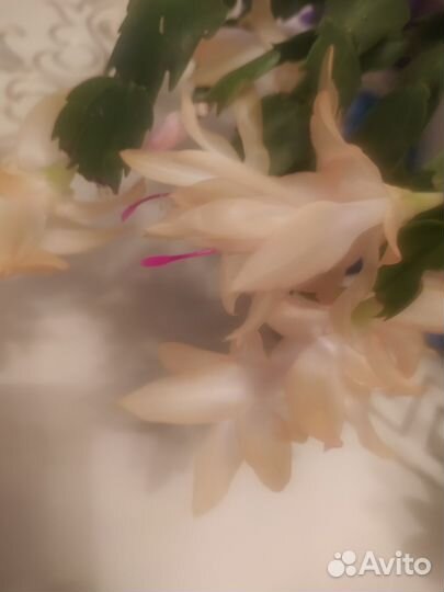 Декабрист/рипсадолис