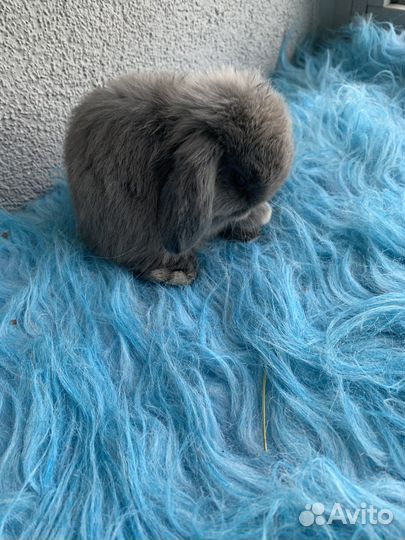 Карликовые вислоухие крольчата мардер голубой