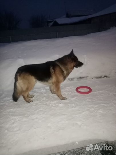 Кобель для вязки немецкая овчарка