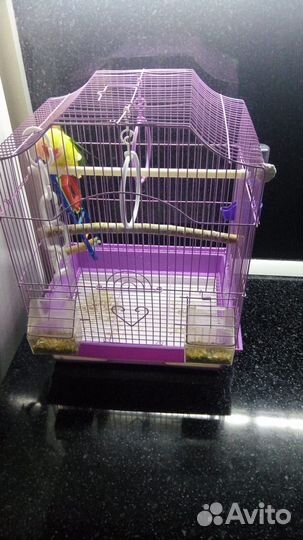 Попугай неразлучники с клеткой