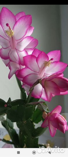 Шлюмбергера Бакли