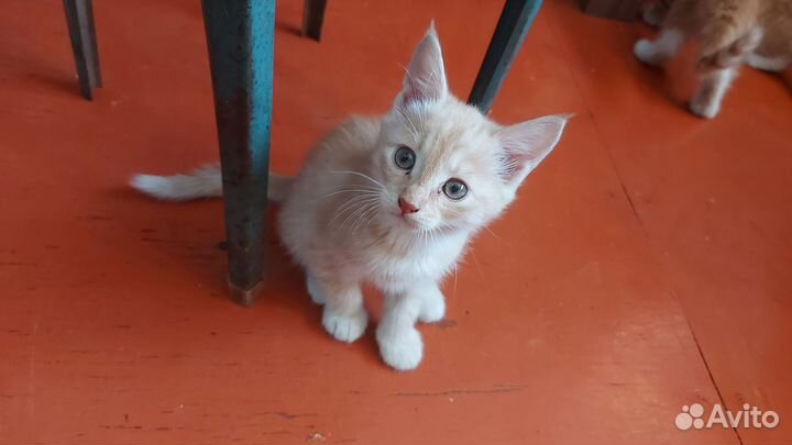 Домашние животные котята