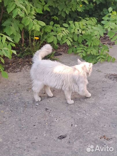 Была найдена кошка(На вид породистая)