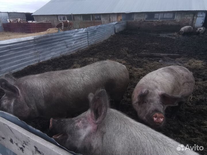 Продаю свиней для воспроизводства