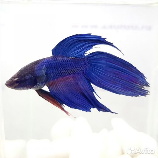 Петушок Вуалехвост (самец) Синий (арт 7037)