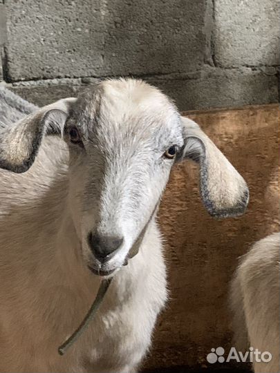 Продаю небольшое стадо коз