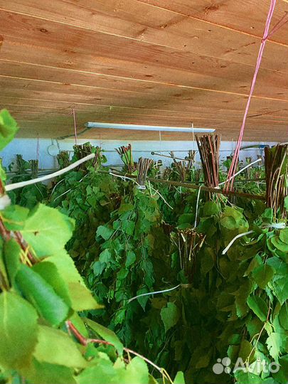 Веник банный