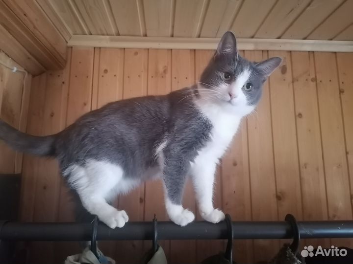 Котик, 9 мес., в добрые руки