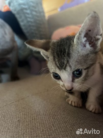 Донской сфинкс котята