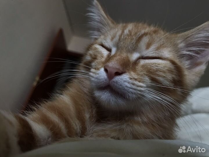 Отдав в добрые руки