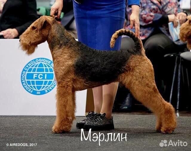 Эрдельтерьер