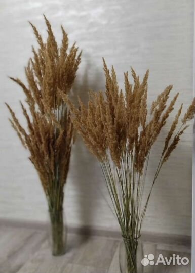 Декоративная трава с вазой