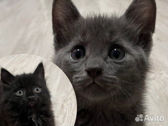 Отдам котят в добрые руки.2 черных 2 серых