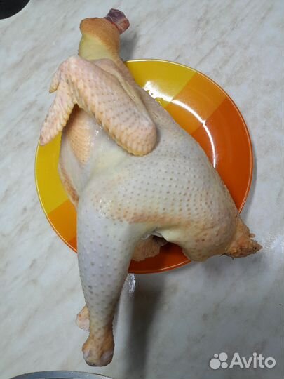 Петушки домашние