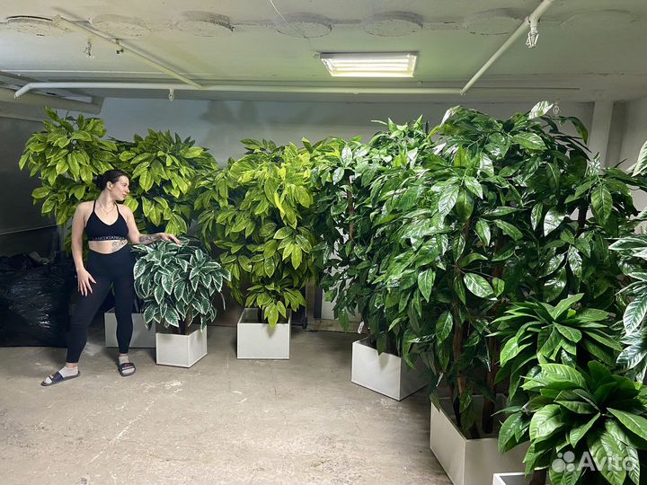 Озеленение помещений / деревья / фитокартины