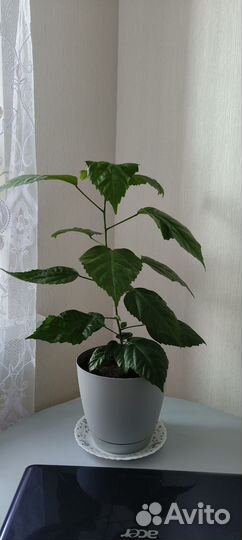 Гибискус китайская роза