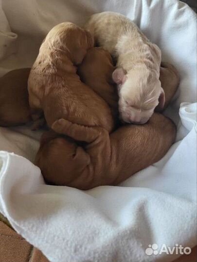 Щенки английского кокер спаниеля