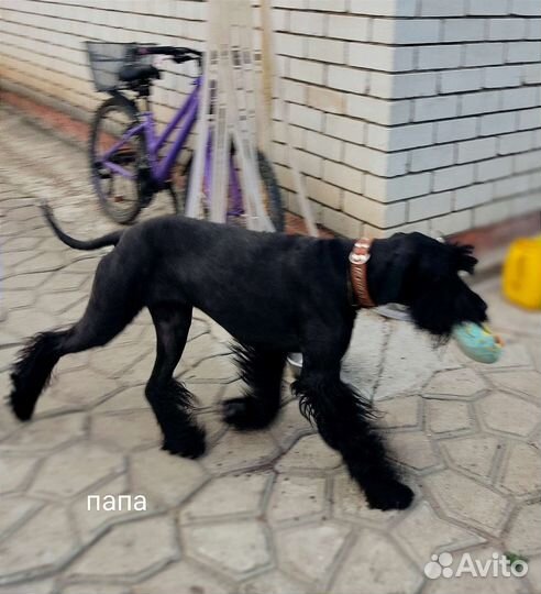 Щенок шнудел