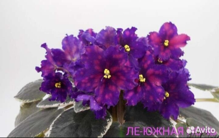 Фиалка, листы на срез