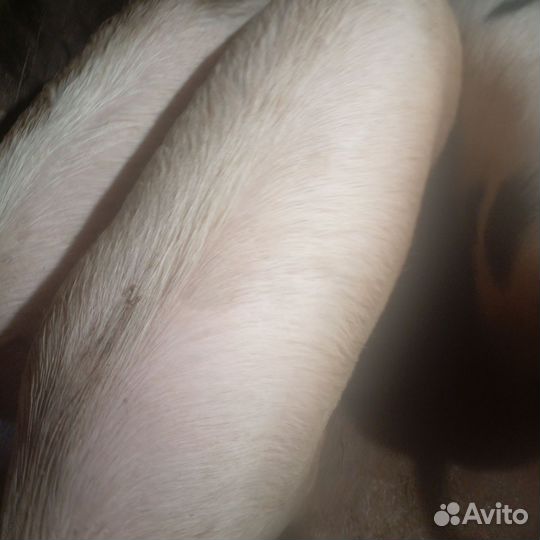 Хряк Ландрас+Дюрок