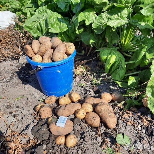 Продам картофель