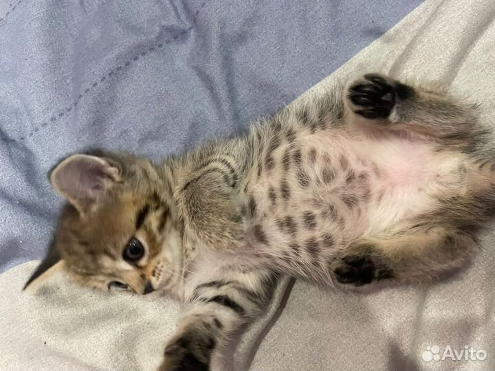 Британские котята