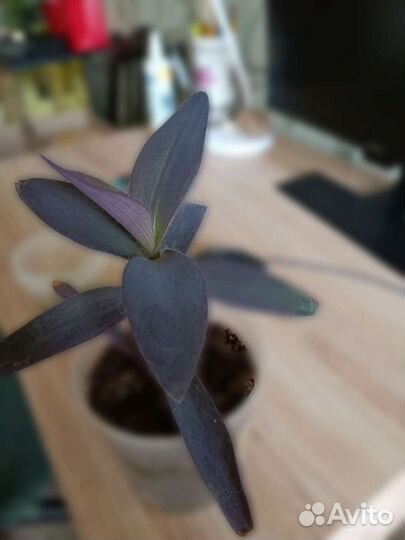 Сеткреазия пурпурная