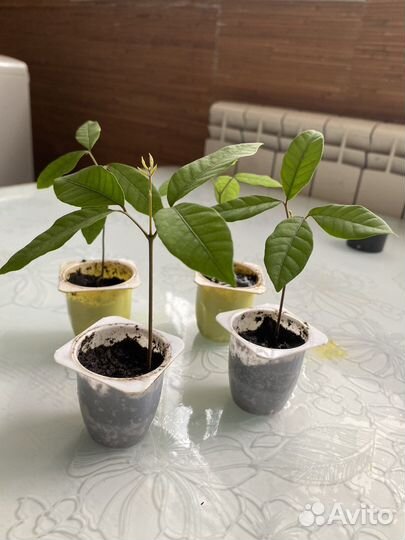 Лонган экзотическое дерево