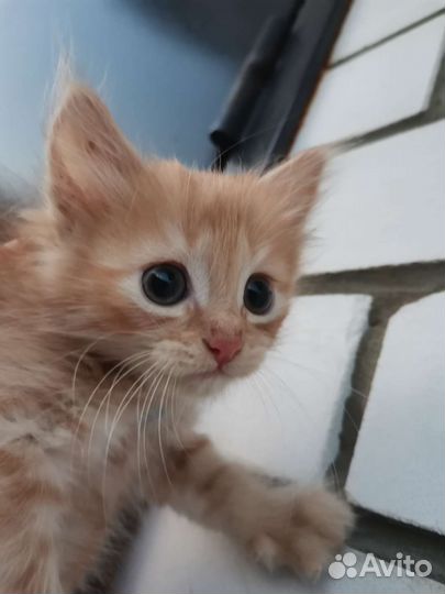 Рыжий полосатый котенок в добрые руки