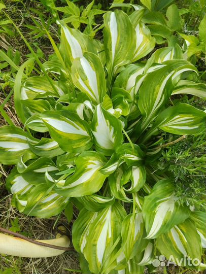 Хосты и многолетки