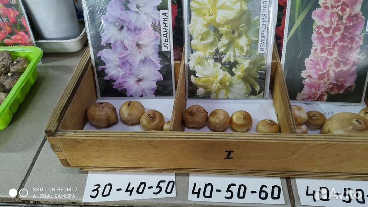 Гладиолусы луковицы