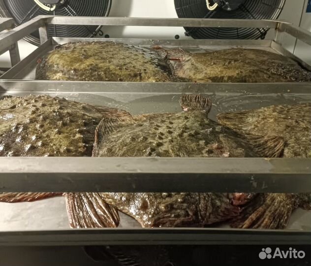 Камбала - калкан черноморская