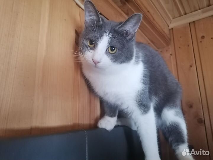 Котик, 9 мес., в добрые руки