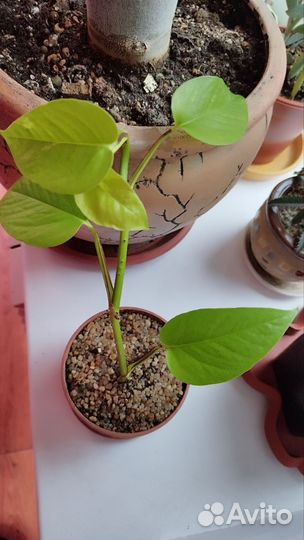 Сциндапсус неон neon