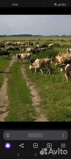 Быки на мясо