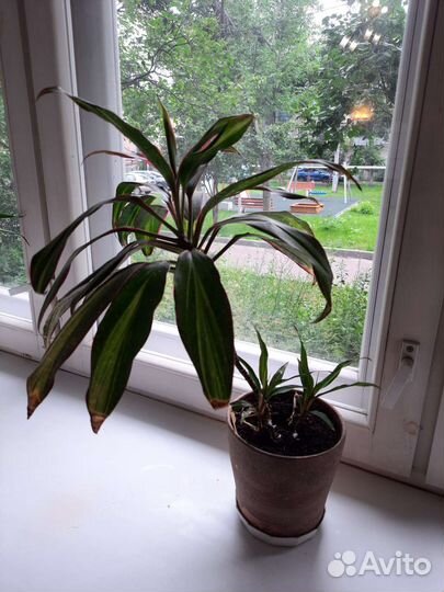 Цветок Кордилина