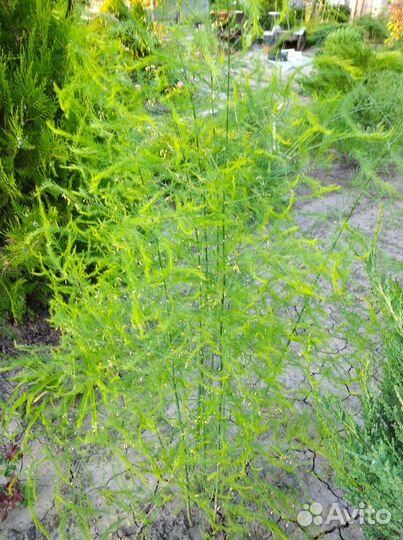 Спаржа Аспарагус для букетов