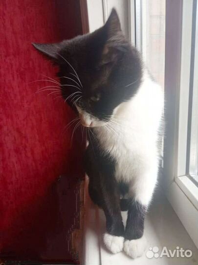 Кошка- мышеловка Шкодик