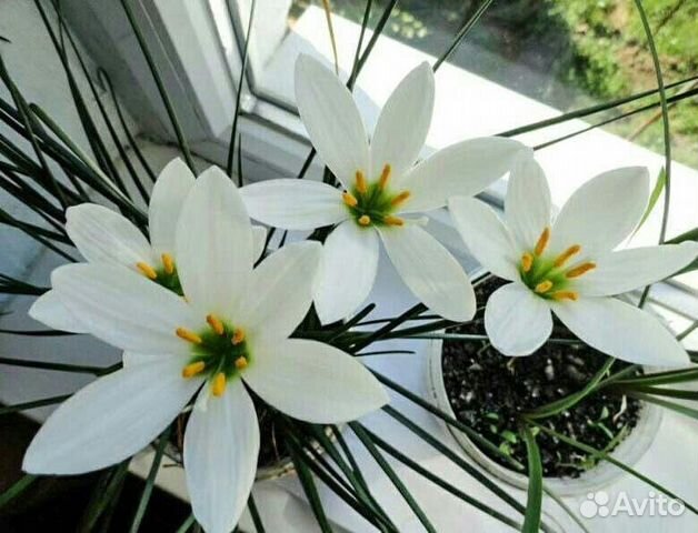 Зефирантес белый (выскочка)