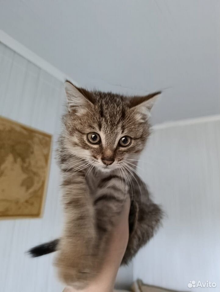 Котёнок в добрые руки, Луховицы