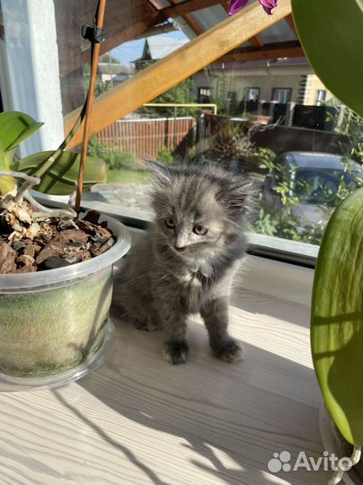 Кошечка в добрые руки